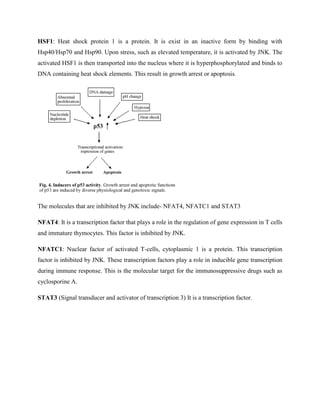 HSF1: Heat shock protein 1 is a protein. It is exist in an inactive form by binding with
Hsp40/Hsp70 and Hsp90. Upon stress, such as elevated temperature, it is activated by JNK. The
activated HSF1 is then transported into the nucleus where it is hyperphosphorylated and binds to
DNA containing heat shock elements. This result in growth arrest or apoptosis.
The molecules that are inhibited by JNK include- NFAT4, NFATC1 and STAT3
NFAT4: It is a transcription factor that plays a role in the regulation of gene expression in T cells
and immature thymocytes. This factor is inhibited by JNK.
NFATC1: Nuclear factor of activated T-cells, cytoplasmic 1 is a protein. This transcription
factor is inhibited by JNK. These transcription factors play a role in inducible gene transcription
during immune response. This is the molecular target for the immunosuppressive drugs such as
cyclosporine A.
STAT3 (Signal transducer and activator of transcription 3) It is a transcription factor.
 