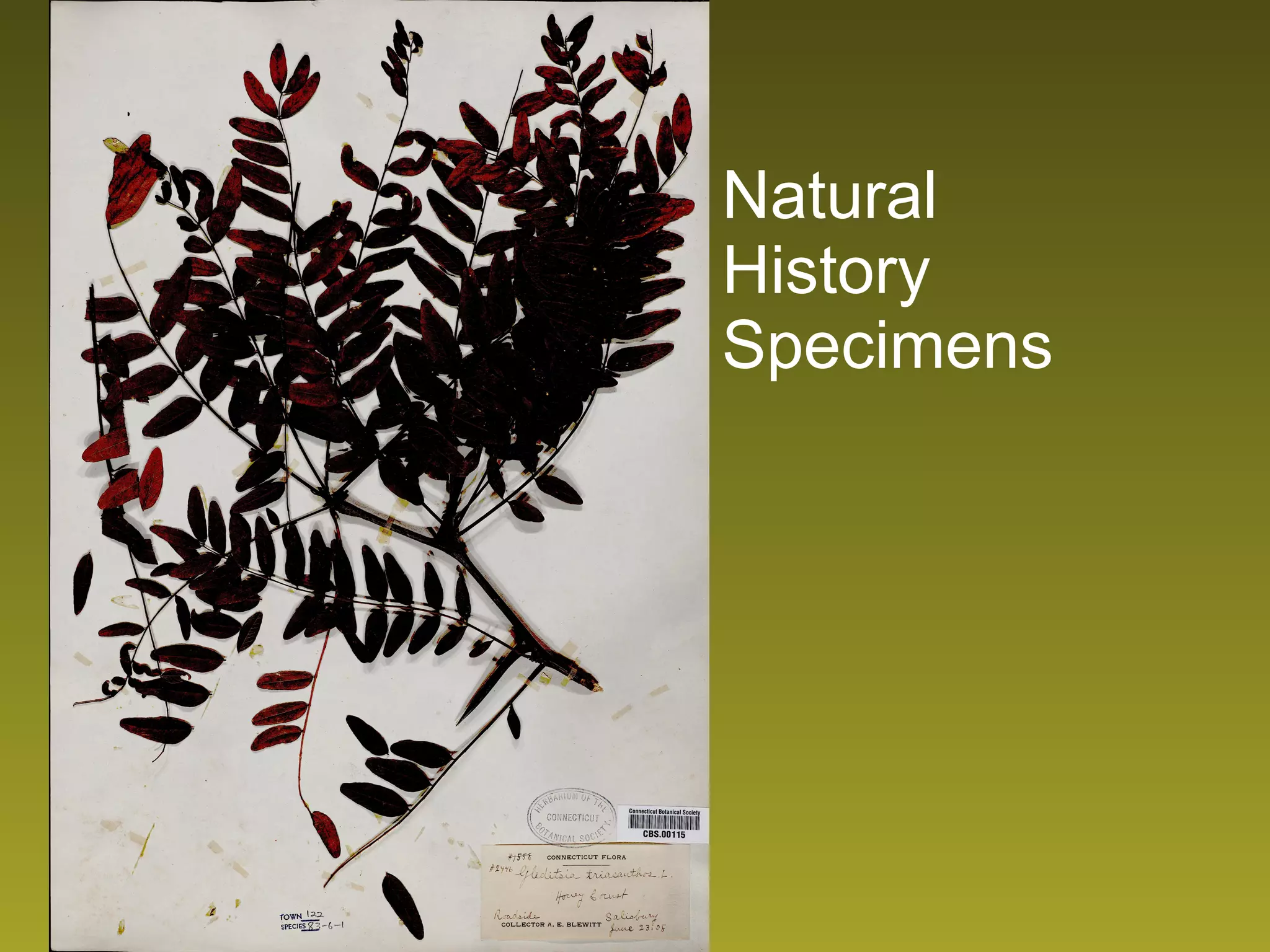 Natural History Specimens 