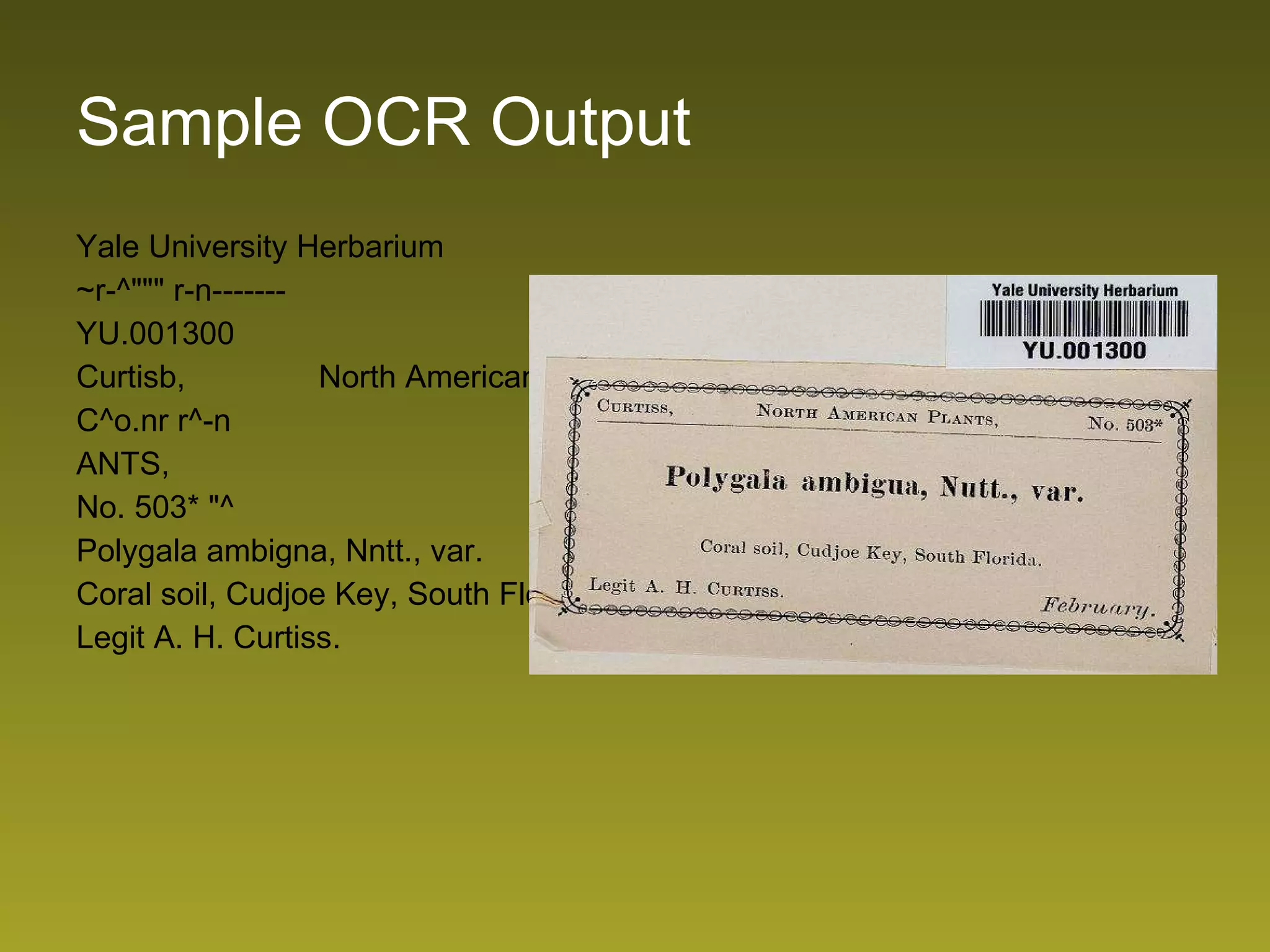 Sample OCR Output Yale University Herbarium ~r-^&quot;&quot;&quot; r-n------- YU.001300 Curtisb,  North American Pl C^o.nr r^-n ANTS, No. 503* &quot;^ Polygala ambigna, Nntt., var. Coral soil, Cudjoe Key, South Florida. Legit A. H. Curtiss. 