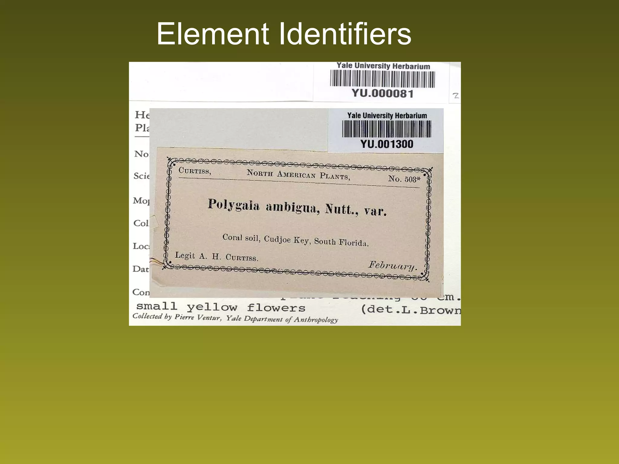 Element Identifiers 
