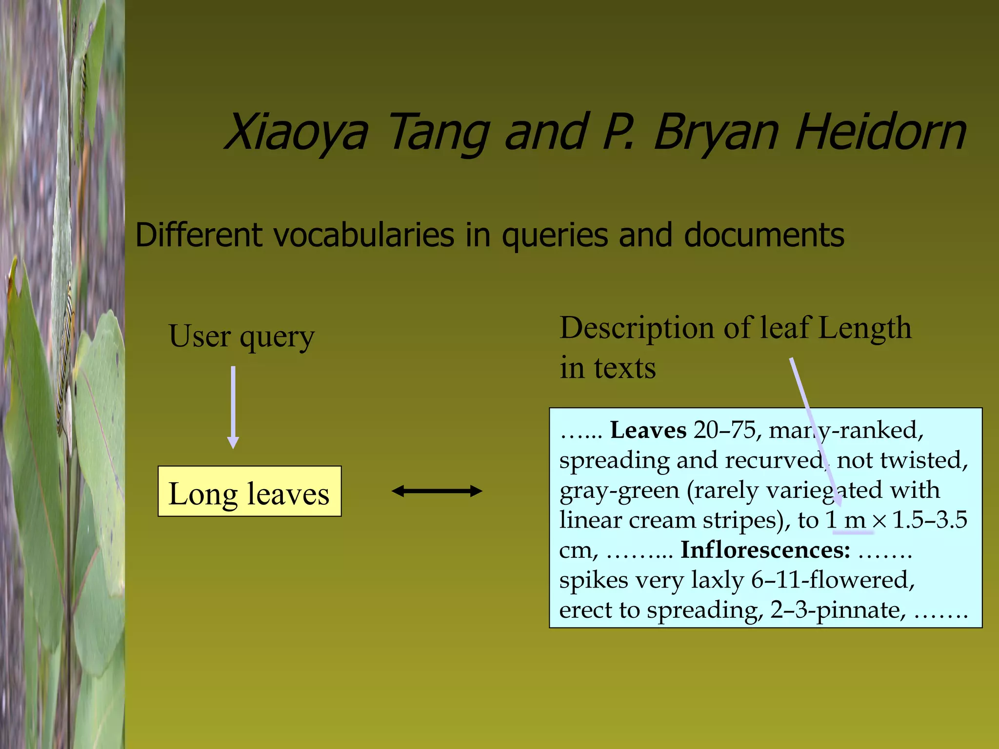 Xiaoya Tang and P. Bryan Heidorn Different vocabularies in queries and documents Long leaves … ...  Leaves  20–75, many-ranked, spreading and recurved, not twisted, gray-green (rarely variegated with linear cream stripes), to 1 m    1.5–3.5 cm, ……...  Inflorescences:  ……. spikes very laxly 6–11-flowered, erect to spreading, 2–3-pinnate, ……. User query Description of leaf Length in texts 