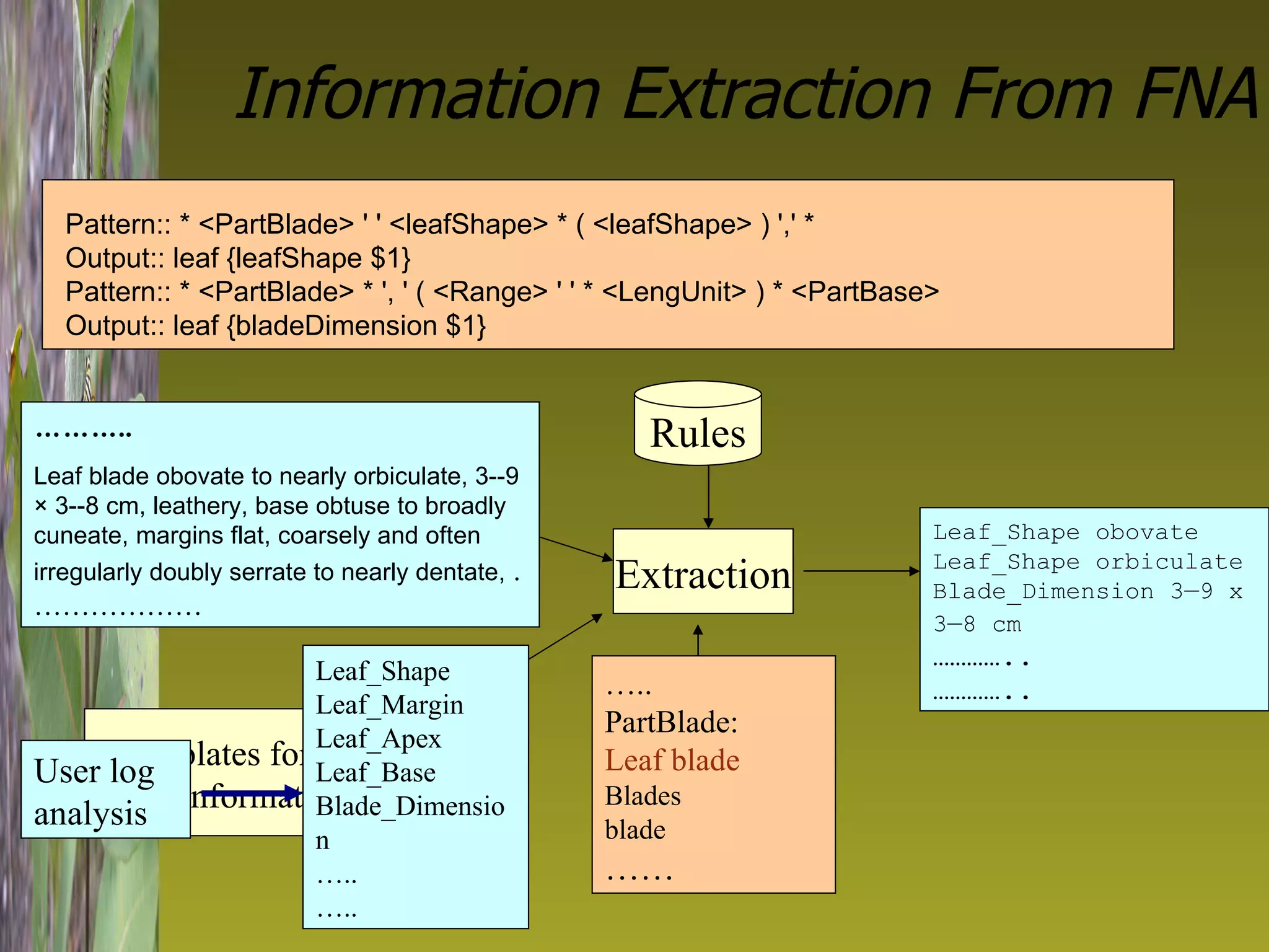 Information Extraction From FNA Templates for  useful information Extraction Rules Structured  information  Leaf_Shape obovate Leaf_Shape orbiculate Blade_Dimension 3—9 x 3—8 cm   ………… .. ………… .. Original documents ……… .. Leaf blade obovate to nearly orbiculate, 3--9 × 3--8 cm, leathery, base obtuse to broadly cuneate, margins flat, coarsely and often irregularly doubly serrate to nearly dentate,   . ……………… Knowledge bases … .. PartBlade: Leaf blade Blades blade …… Pattern:: * <PartBlade> ' ' <leafShape> * ( <leafShape> ) ',' *  Output:: leaf {leafShape $1} Pattern:: * <PartBlade> * ', ' ( <Range> ' ' * <LengUnit> ) * <PartBase> Output:: leaf {bladeDimension $1} User log analysis Leaf_Shape Leaf_Margin Leaf_Apex     Leaf_Base Blade_Dimension … .. … ..  