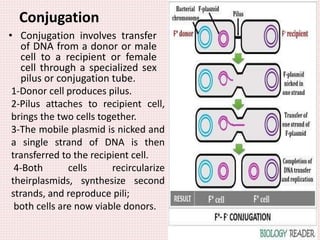 reproduction in bacteria | PPTX