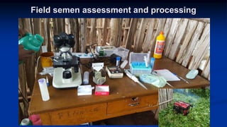 Reproductive options for a more efficient system delivery of improved genetics from the communities to the communities