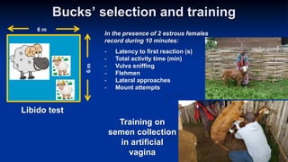 Reproductive options for a more efficient system delivery of improved genetics from the communities to the communities