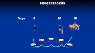Reproductive options for a more efficient system delivery of improved genetics from the communities to the communities