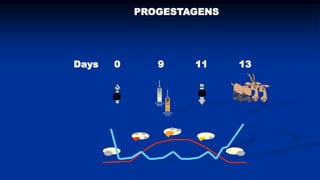 Reproductive options for a more efficient system delivery of improved genetics from the communities to the communities