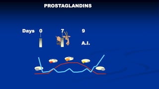 Reproductive options for a more efficient system delivery of improved genetics from the communities to the communities