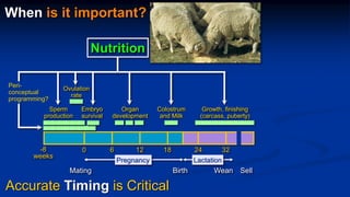 Reproductive options for a more efficient system delivery of improved genetics from the communities to the communities