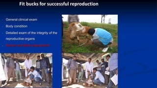 Reproductive options for a more efficient system delivery of improved genetics from the communities to the communities