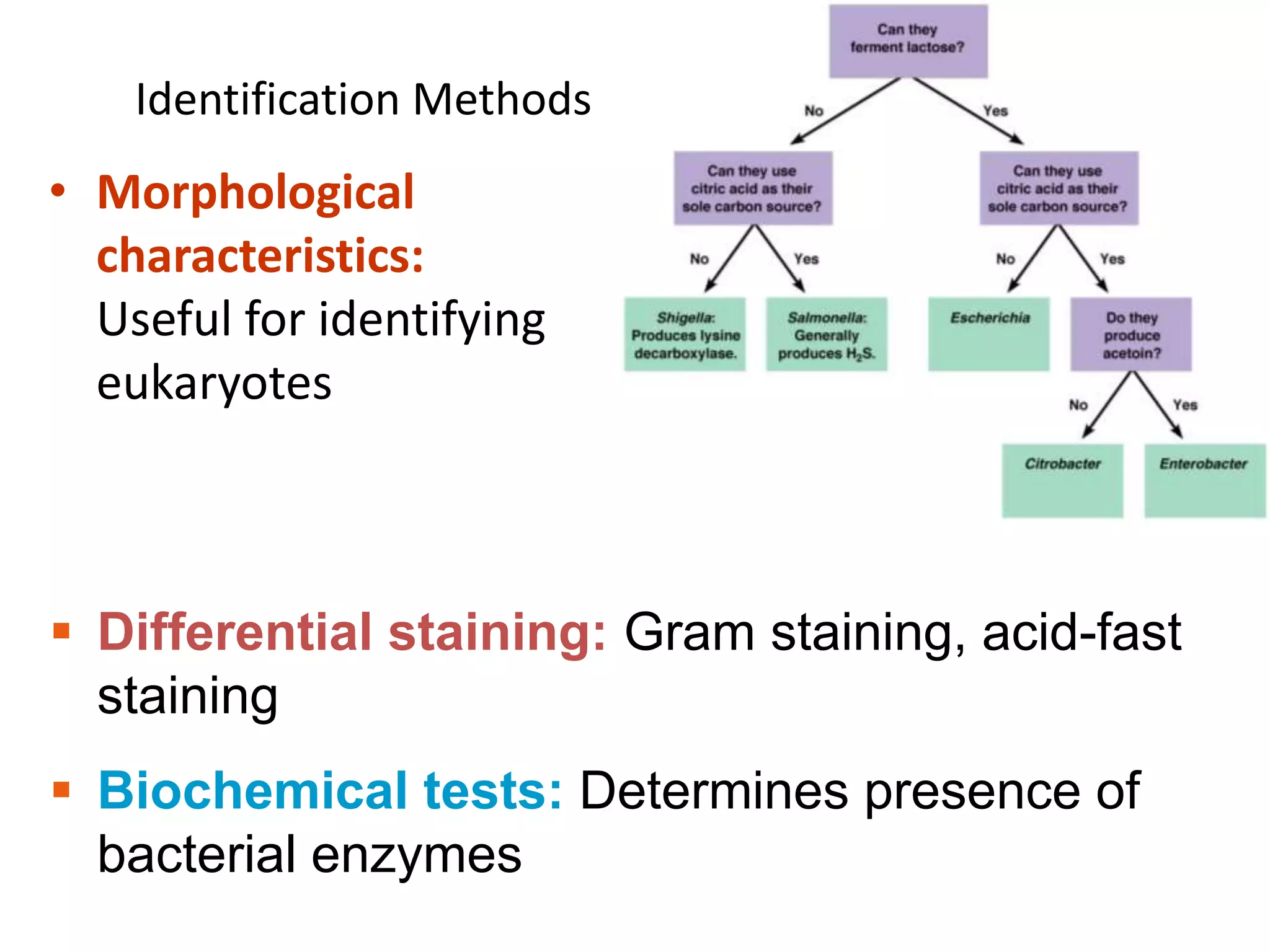 Identification Methods
• Morphological
characteristics:
Useful for identifying
eukaryotes
 Differential staining: Gram staining, acid-fast
staining
 Biochemical tests: Determines presence of
bacterial enzymes
 