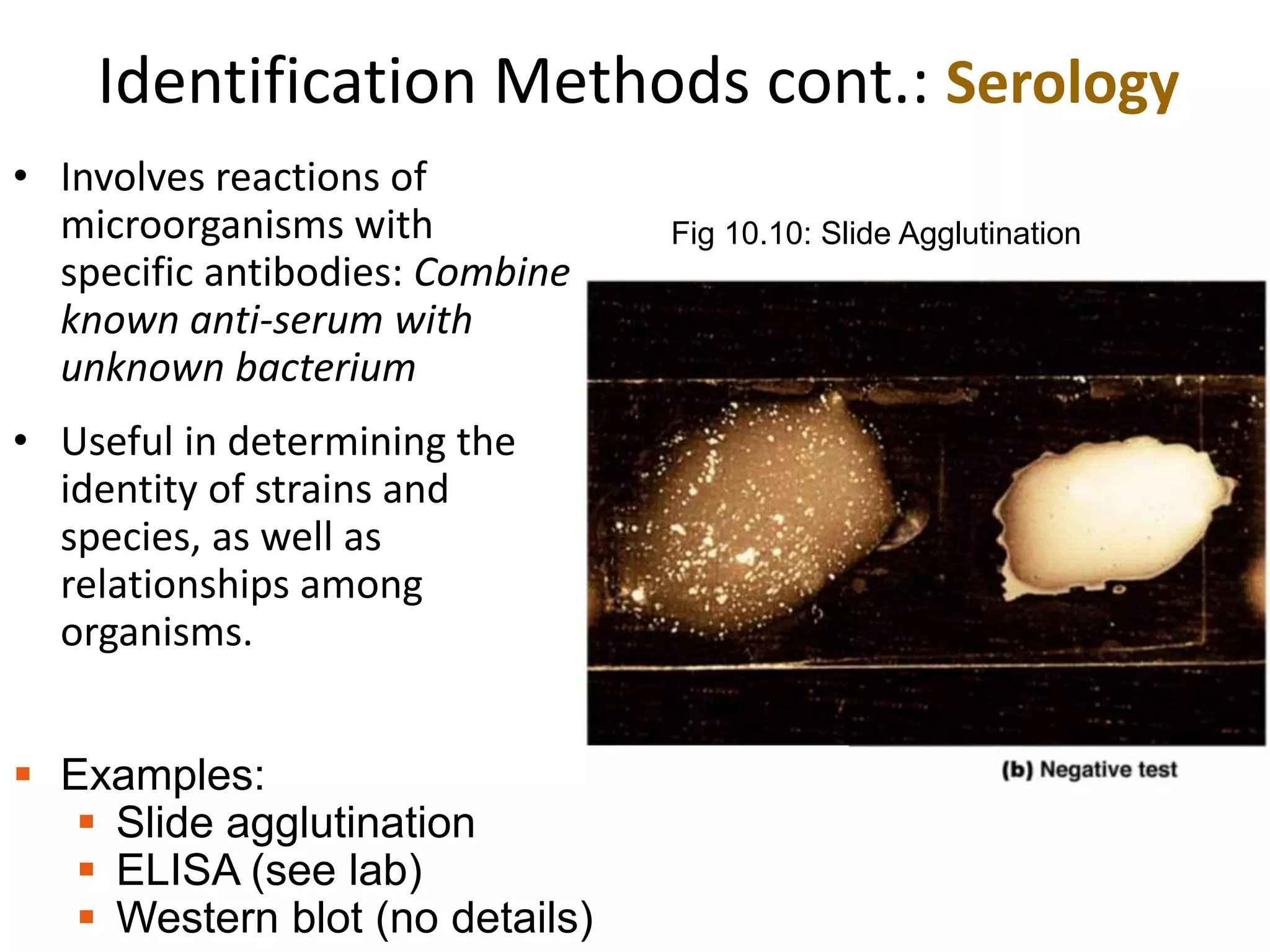 Identification Methods cont.: Serology
• Involves reactions of
microorganisms with
specific antibodies: Combine
known anti-serum with
unknown bacterium
• Useful in determining the
identity of strains and
species, as well as
relationships among
organisms.
Fig 10.10: Slide Agglutination
 Examples:
 Slide agglutination
 ELISA (see lab)
 Western blot (no details)
 