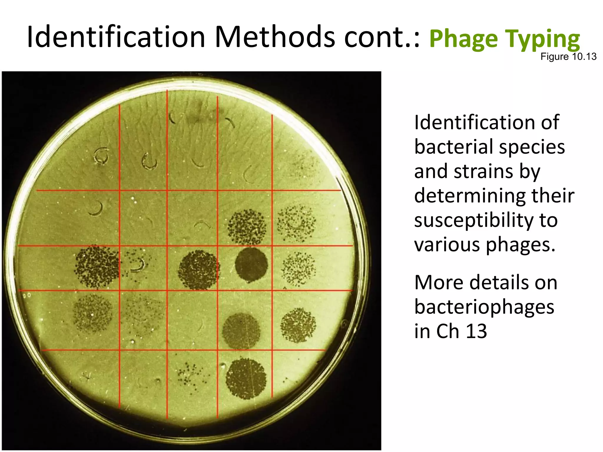 Identification Methods cont.: Phage TypingFigure 10.13
Identification of
bacterial species
and strains by
determining their
susceptibility to
various phages.
More details on
bacteriophages
in Ch 13
 