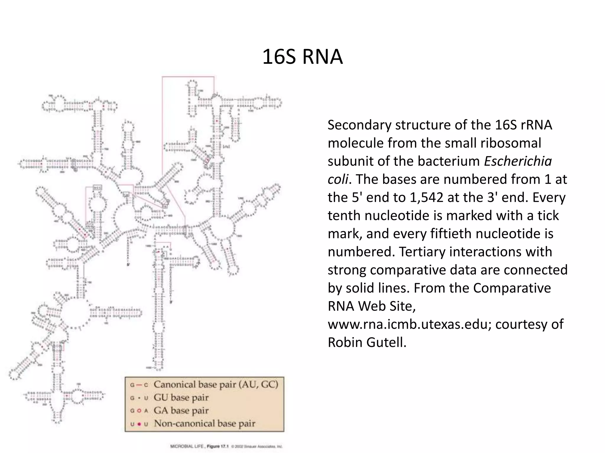 16S RNA
Secondary structure of the 16S rRNA
molecule from the small ribosomal
subunit of the bacterium Escherichia
coli. The bases are numbered from 1 at
the 5' end to 1,542 at the 3' end. Every
tenth nucleotide is marked with a tick
mark, and every fiftieth nucleotide is
numbered. Tertiary interactions with
strong comparative data are connected
by solid lines. From the Comparative
RNA Web Site,
www.rna.icmb.utexas.edu; courtesy of
Robin Gutell.
 