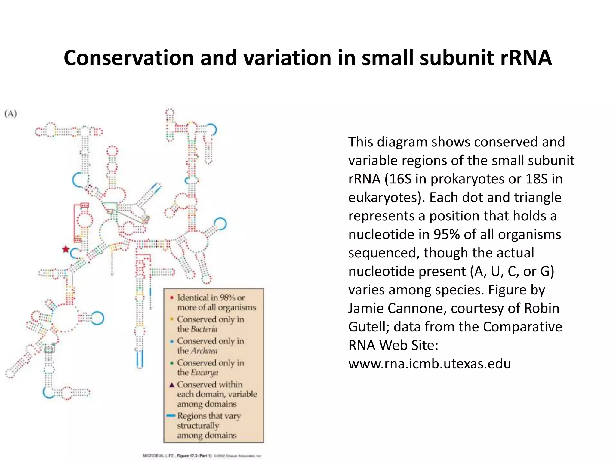 Conservation and variation in small subunit rRNA
This diagram shows conserved and
variable regions of the small subunit
rRNA (16S in prokaryotes or 18S in
eukaryotes). Each dot and triangle
represents a position that holds a
nucleotide in 95% of all organisms
sequenced, though the actual
nucleotide present (A, U, C, or G)
varies among species. Figure by
Jamie Cannone, courtesy of Robin
Gutell; data from the Comparative
RNA Web Site:
www.rna.icmb.utexas.edu
 