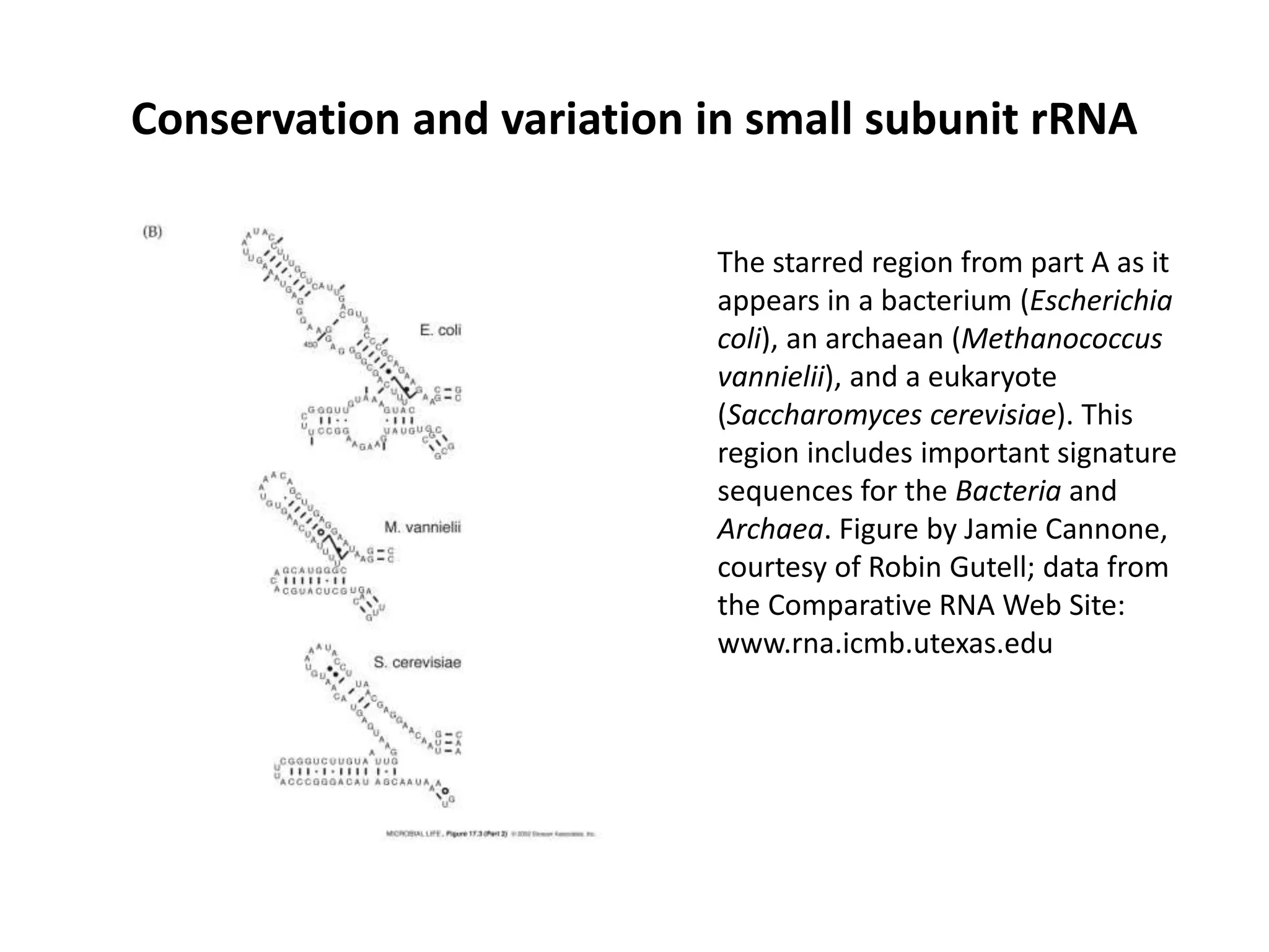 Conservation and variation in small subunit rRNA
The starred region from part A as it
appears in a bacterium (Escherichia
coli), an archaean (Methanococcus
vannielii), and a eukaryote
(Saccharomyces cerevisiae). This
region includes important signature
sequences for the Bacteria and
Archaea. Figure by Jamie Cannone,
courtesy of Robin Gutell; data from
the Comparative RNA Web Site:
www.rna.icmb.utexas.edu
 