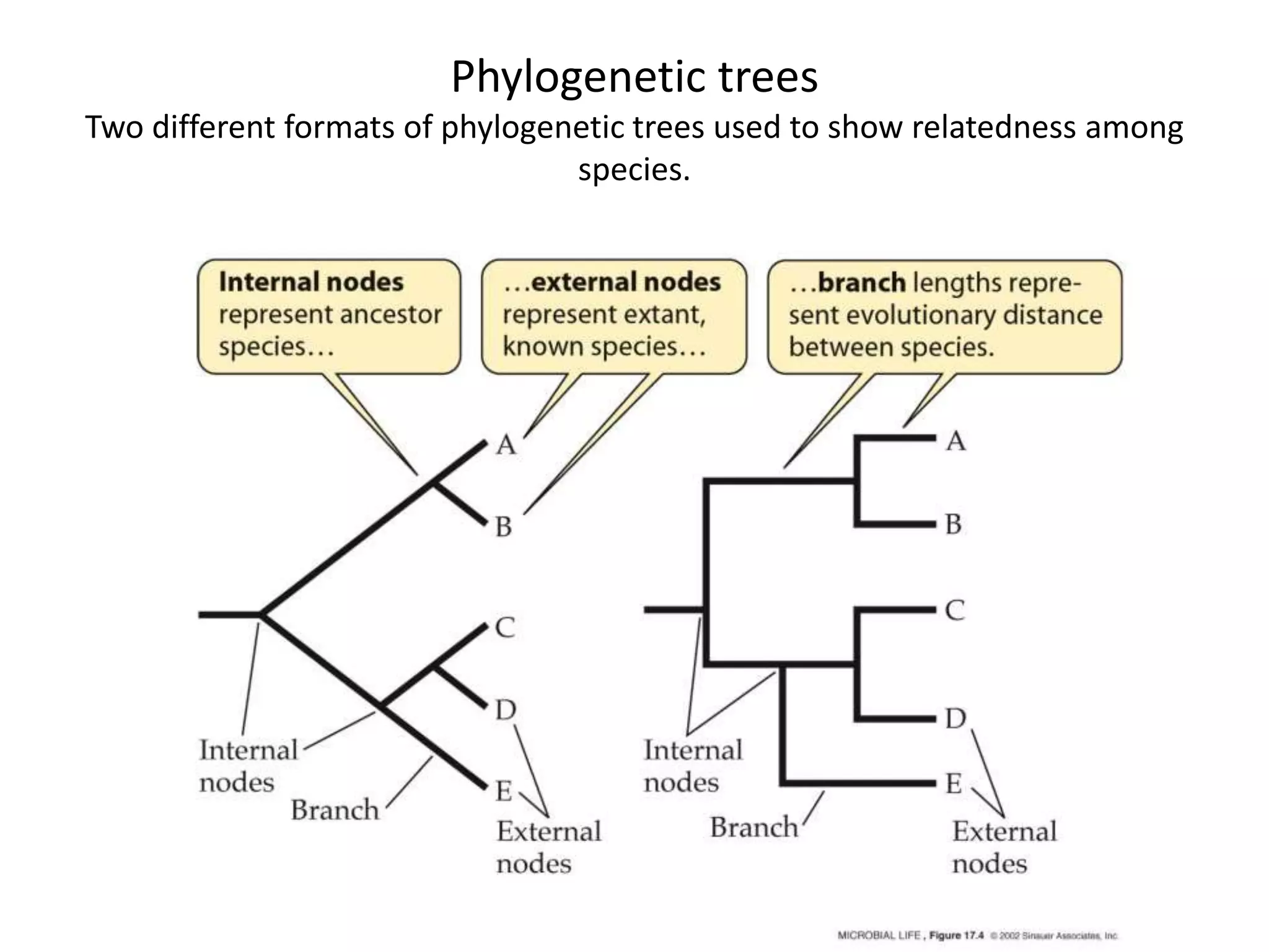 Phylogenetic trees
Two different formats of phylogenetic trees used to show relatedness among
species.
 