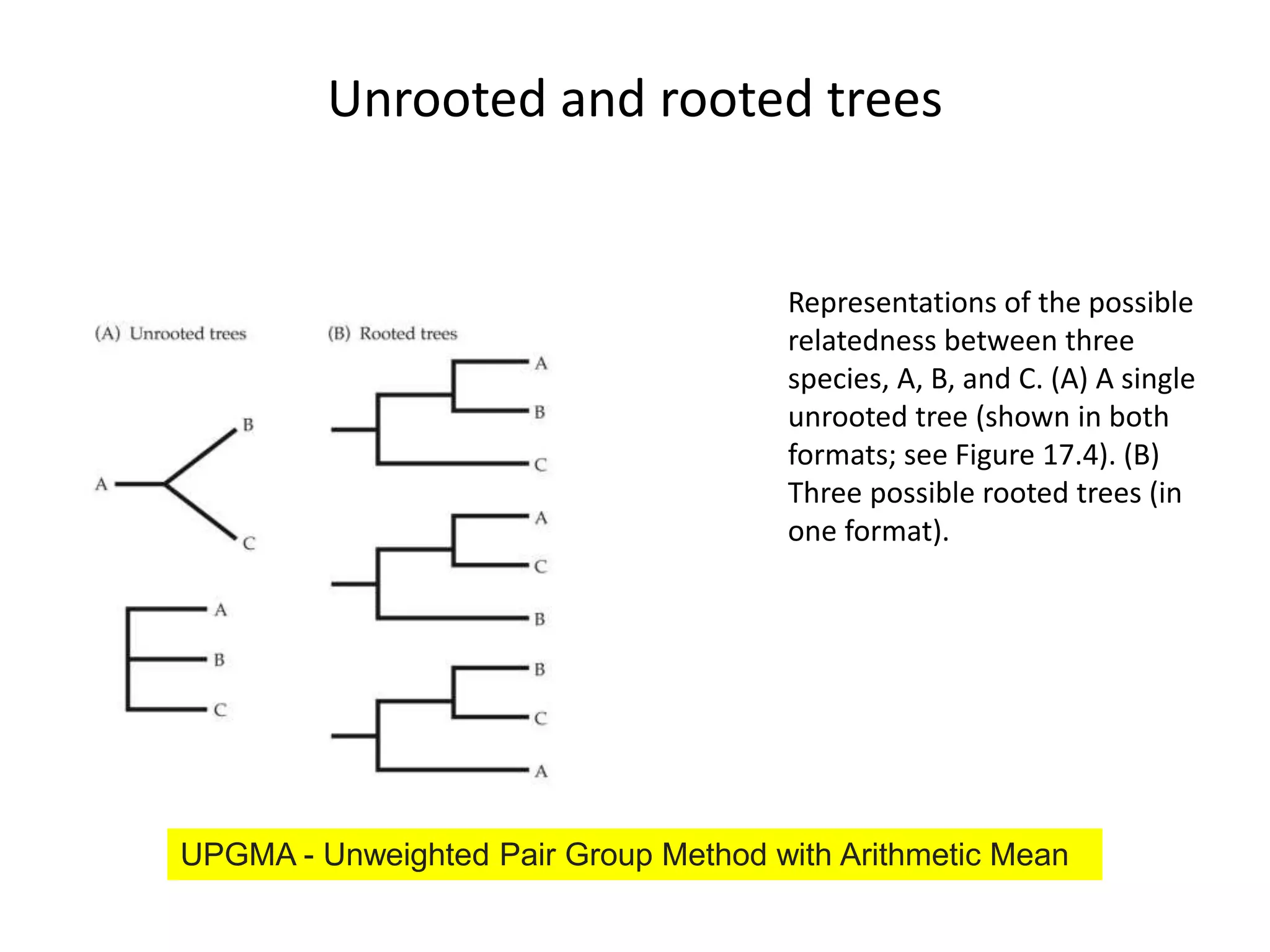 Unrooted and rooted trees
Representations of the possible
relatedness between three
species, A, B, and C. (A) A single
unrooted tree (shown in both
formats; see Figure 17.4). (B)
Three possible rooted trees (in
one format).
UPGMA - Unweighted Pair Group Method with Arithmetic Mean
 
