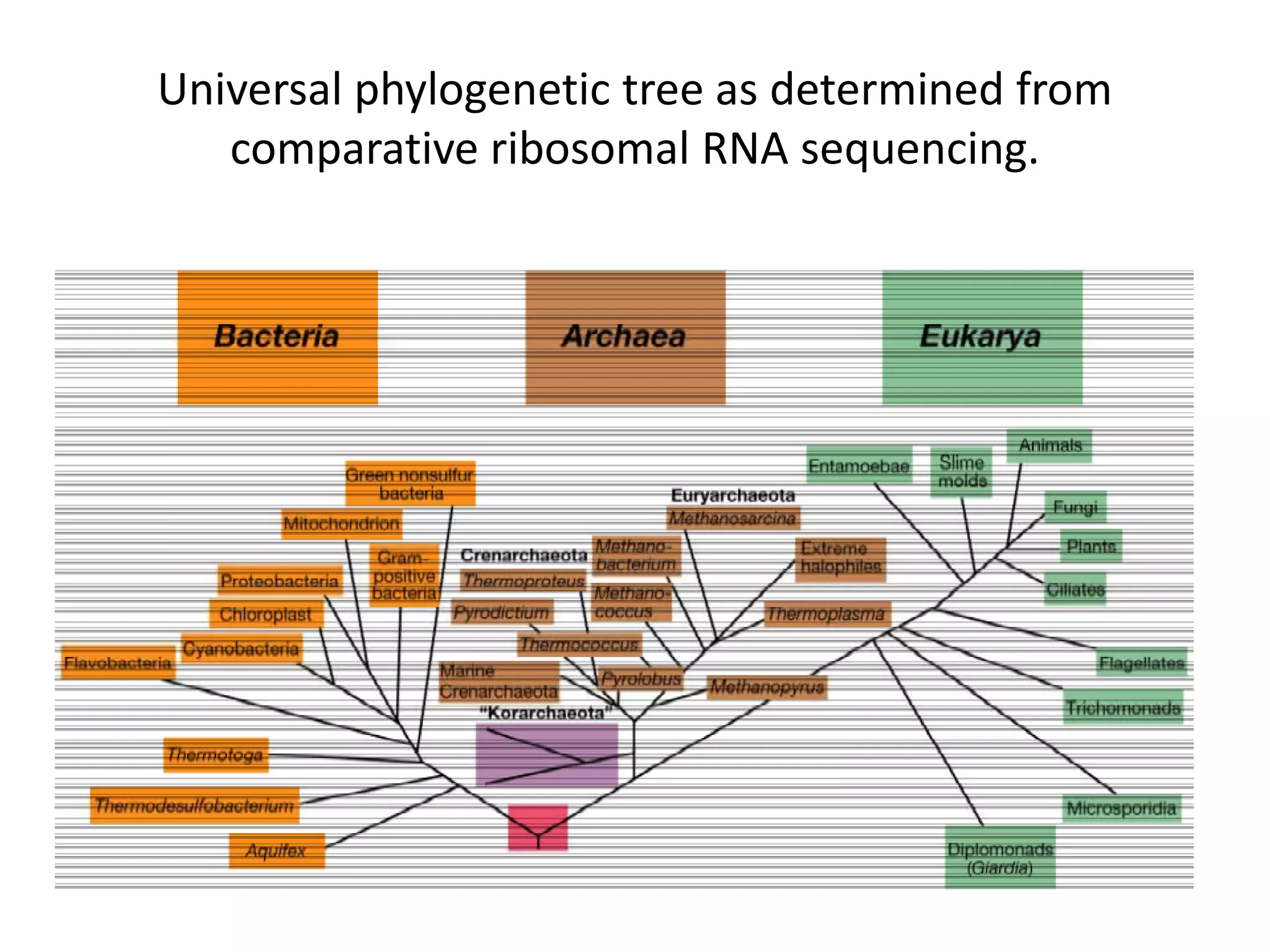 Universal phylogenetic tree as determined from
comparative ribosomal RNA sequencing.
 