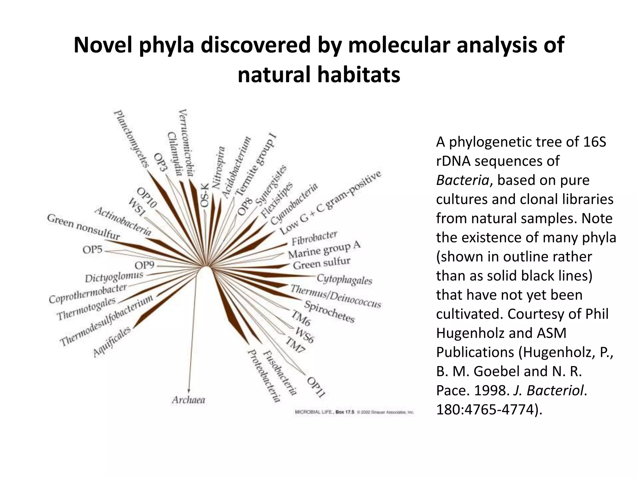 Novel phyla discovered by molecular analysis of
natural habitats
A phylogenetic tree of 16S
rDNA sequences of
Bacteria, based on pure
cultures and clonal libraries
from natural samples. Note
the existence of many phyla
(shown in outline rather
than as solid black lines)
that have not yet been
cultivated. Courtesy of Phil
Hugenholz and ASM
Publications (Hugenholz, P.,
B. M. Goebel and N. R.
Pace. 1998. J. Bacteriol.
180:4765-4774).
 
