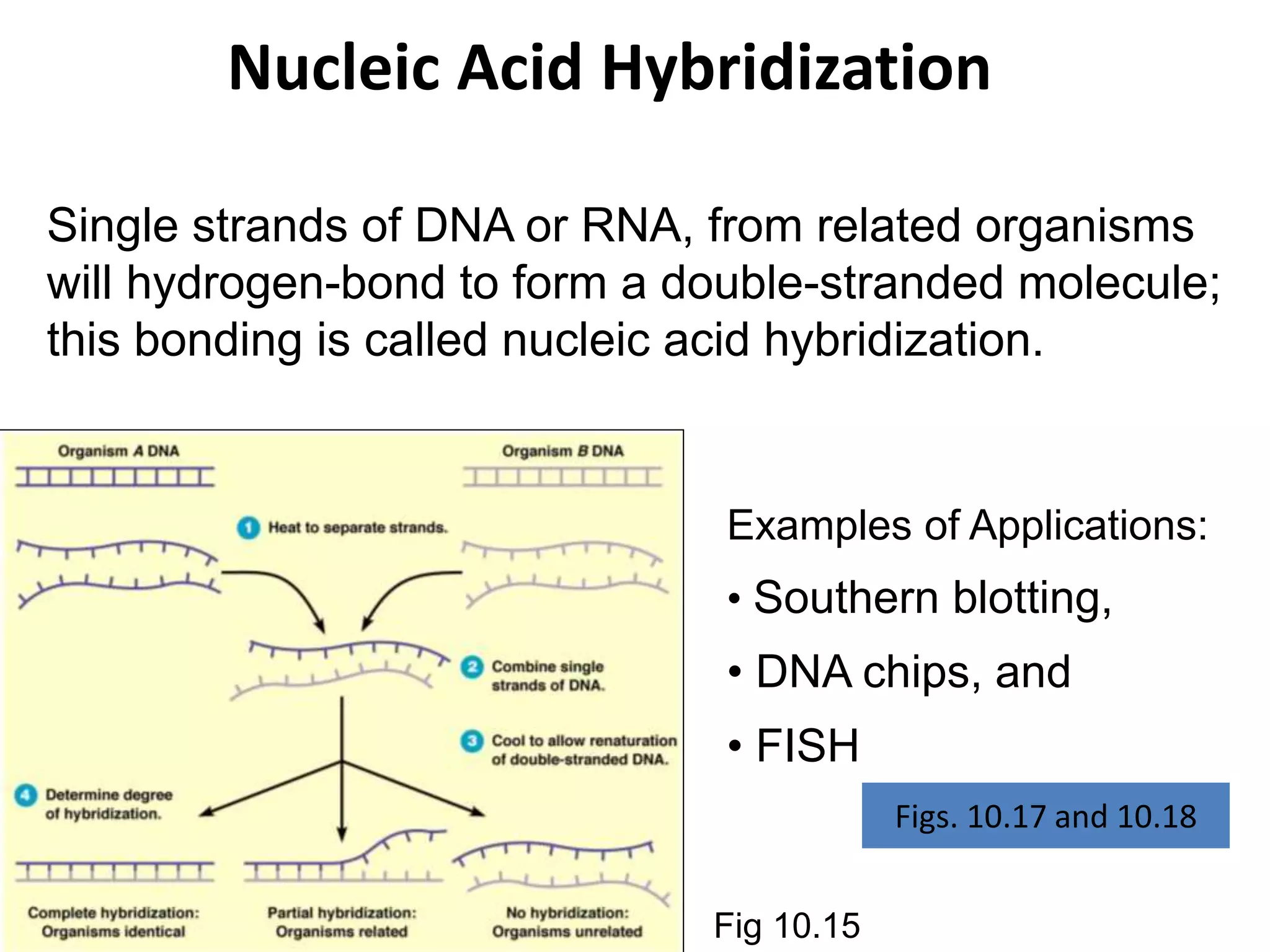 Nucleic Acid Hybridization
Fig 10.15
Single strands of DNA or RNA, from related organisms
will hydrogen-bond to form a double-stranded molecule;
this bonding is called nucleic acid hybridization.
Examples of Applications:
• Southern blotting,
• DNA chips, and
• FISH
Figs. 10.17 and 10.18
 