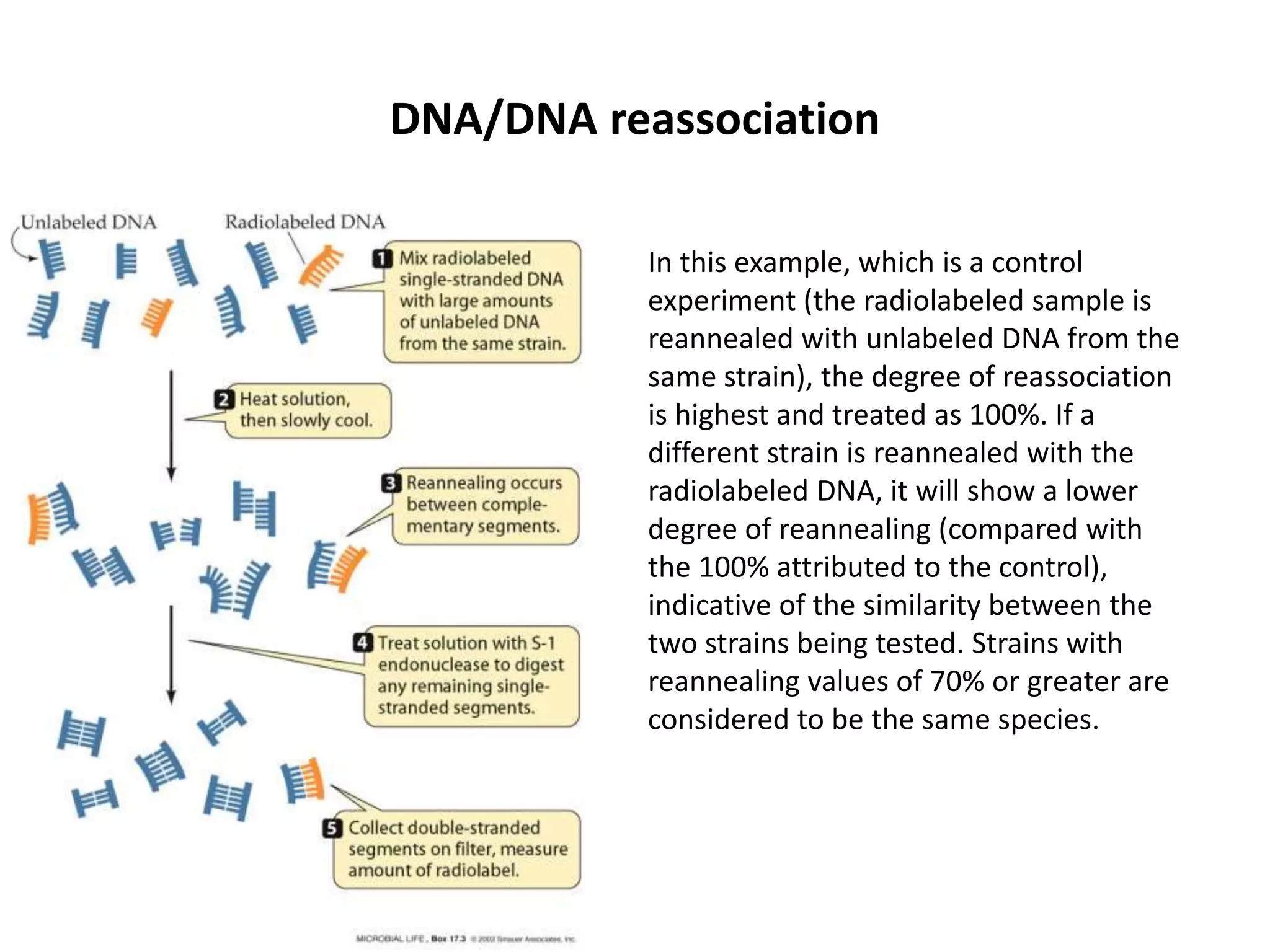 DNA/DNA reassociation
In this example, which is a control
experiment (the radiolabeled sample is
reannealed with unlabeled DNA from the
same strain), the degree of reassociation
is highest and treated as 100%. If a
different strain is reannealed with the
radiolabeled DNA, it will show a lower
degree of reannealing (compared with
the 100% attributed to the control),
indicative of the similarity between the
two strains being tested. Strains with
reannealing values of 70% or greater are
considered to be the same species.
 