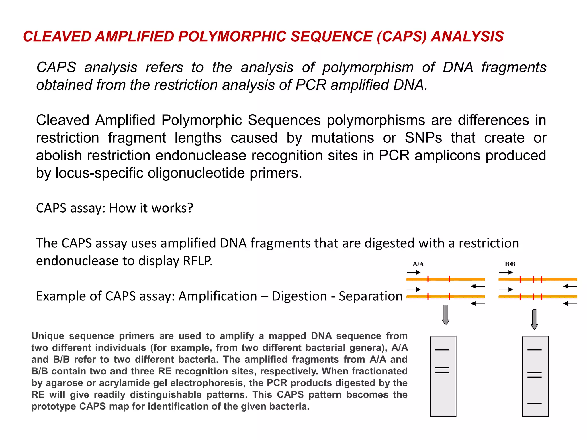 CLEAVED AMPLIFIED POLYMORPHIC SEQUENCE (CAPS) ANALYSIS
CAPS analysis refers to the analysis of polymorphism of DNA fragments
obtained from the restriction analysis of PCR amplified DNA.
Cleaved Amplified Polymorphic Sequences polymorphisms are differences in
restriction fragment lengths caused by mutations or SNPs that create or
abolish restriction endonuclease recognition sites in PCR amplicons produced
by locus-specific oligonucleotide primers.
CAPS assay: How it works?
The CAPS assay uses amplified DNA fragments that are digested with a restriction
endonuclease to display RFLP.
Example of CAPS assay: Amplification – Digestion - Separation
Unique sequence primers are used to amplify a mapped DNA sequence from
two different individuals (for example, from two different bacterial genera), A/A
and B/B refer to two different bacteria. The amplified fragments from A/A and
B/B contain two and three RE recognition sites, respectively. When fractionated
by agarose or acrylamide gel electrophoresis, the PCR products digested by the
RE will give readily distinguishable patterns. This CAPS pattern becomes the
prototype CAPS map for identification of the given bacteria.
 
