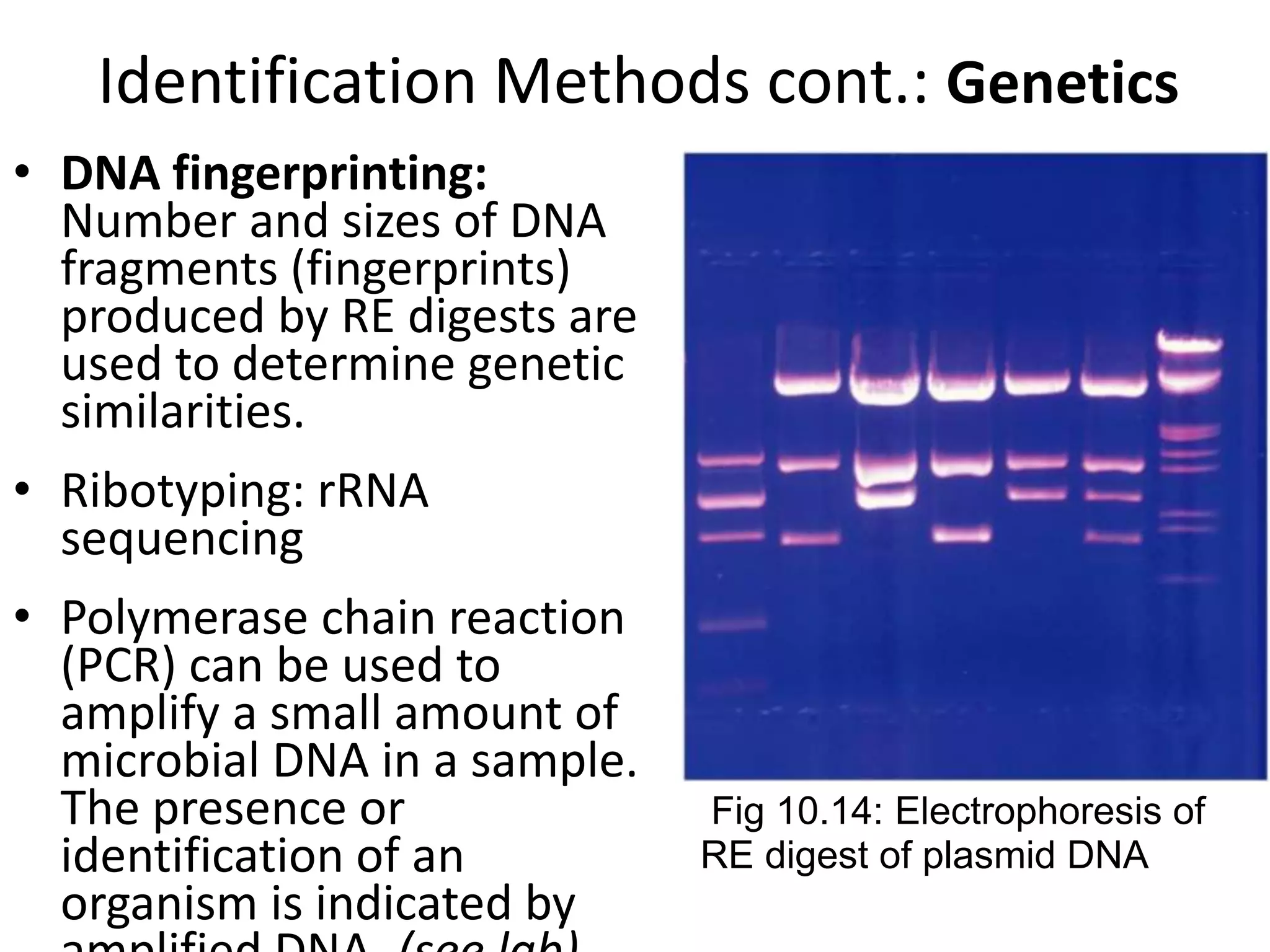 Identification Methods cont.: Genetics
• DNA fingerprinting:
Number and sizes of DNA
fragments (fingerprints)
produced by RE digests are
used to determine genetic
similarities.
• Ribotyping: rRNA
sequencing
• Polymerase chain reaction
(PCR) can be used to
amplify a small amount of
microbial DNA in a sample.
The presence or
identification of an
organism is indicated by
Fig 10.14: Electrophoresis of
RE digest of plasmid DNA
 