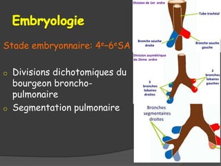 Stade embryonnaire: 4e–6eSA
o Divisions dichotomiques du
bourgeon broncho-
pulmonaire
o Segmentation pulmonaire
 