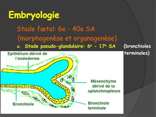 Stade fœtal: 6e - 40e SA
(morphogenèse et organogenèse)
a. Stade pseudo-glandulaire: 6e - 17e SA (bronchioles
terminales)
 