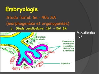 Stade fœtal: 6e - 40e SA
(morphogenèse et organogenèse)
b. Stade canaliculaire: 16e - 26e SA
c. V.A.distales
d. V°
 