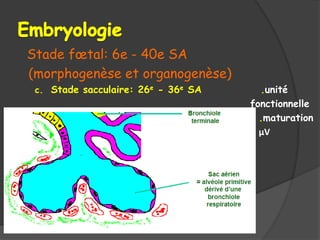 Stade fœtal: 6e - 40e SA
(morphogenèse et organogenèse)
c. Stade sacculaire: 26e - 36e SA .unité
fonctionnelle
.maturation
μV
 