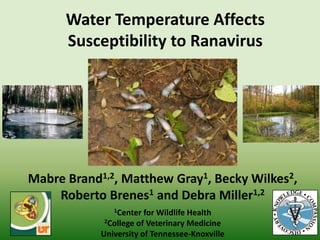 Water Temperature Affects
Susceptibility to Ranavirus
Mabre Brand1,2, Matthew Gray1, Becky Wilkes2,
Roberto Brenes1 and Debra Miller1,2
1Center for Wildlife Health
2College of Veterinary Medicine
University of Tennessee-Knoxville
 