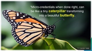 Photo by David Clode on Unsplash
“Micro-credentials when done right, can
be like a tiny caterpillar transforming
into a beautiful butterfly.
 