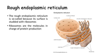 CELL BIOLOGY 1. CELL THEORY LEC_0001.pdf