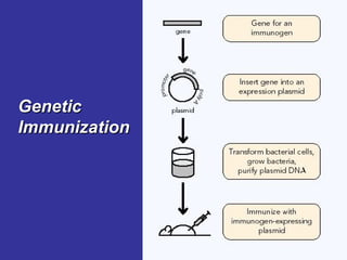 Dna Immunization Presentation on DNA VACCINE Molecular Biology | PPT