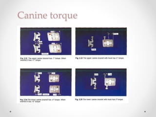 Canine torque
 