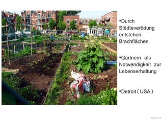 ·Durch
Städteverödung
entstehen
Brachflächen
·Gärtnern als
Notwendigkeit zur
Lebenserhaltung
·Detroit(USA)
29.09.2010 22:47:32
 