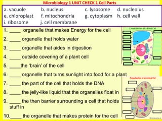 1
Microbiology 1 UNIT CHECK 1 Cell Parts
a. vacuole b. nucleus c. lysosome d. nucleolus
e. chloroplast f. mitochondria g. cytoplasm h. cell wall
i. ribosome j. cell membrane
1. ____ organelle that makes Energy for the cell
2. ____ organelle that holds water
3. ____ organelle that aides in digestion
4. ____ outside covering of a plant cell
5. ____the ‘brain’ of the cell
6. ____ organelle that turns sunlight into food for a plant
7. ____ the part of the cell that holds the DNA
8. ____ the jelly-like liquid that the organelles float in
9. ____ the then barrier surrounding a cell that holds
stuff in
10.____ the organelle that makes protein for the cell
 