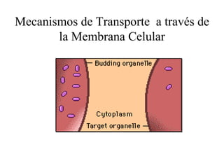 Mecanismos de Transporte  a través de la Membrana Celular 