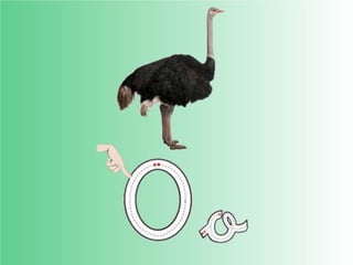 Flashcards and posters O o