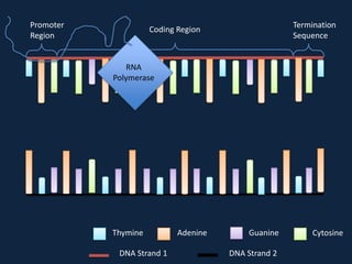 Promoter
Region

Termination
Sequence

Coding Region

RNA
Polymerase

Thymine
DNA Strand 1

Adenine

Guanine
DNA Strand 2

Cytosine

 