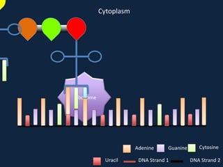 Cytoplasm

Ribosome

Adenine
Uracil

Guanine

DNA Strand 1

Cytosine
DNA Strand 2

 