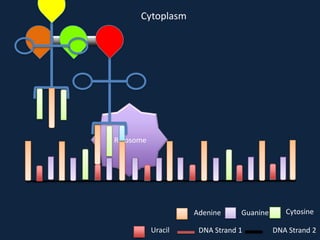 Cytoplasm

Ribosome

Adenine
Uracil

Guanine

DNA Strand 1

Cytosine
DNA Strand 2

 