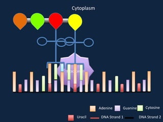 Cytoplasm

Ribosome

Adenine
Uracil

Guanine

DNA Strand 1

Cytosine
DNA Strand 2

 