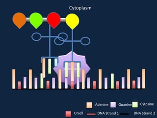 Cytoplasm

Ribosome

Adenine
Uracil

Guanine

DNA Strand 1

Cytosine
DNA Strand 2

 