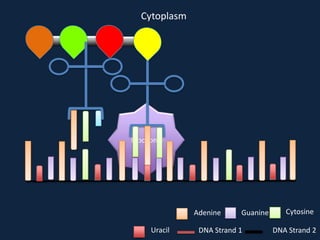 Cytoplasm

Ribosome

Adenine
Uracil

Guanine

DNA Strand 1

Cytosine
DNA Strand 2

 