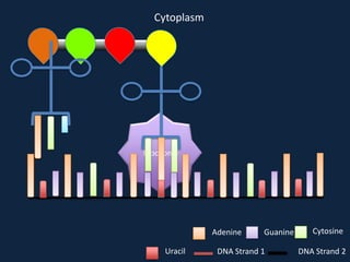Cytoplasm

Ribosome

Adenine
Uracil

Guanine

DNA Strand 1

Cytosine
DNA Strand 2

 