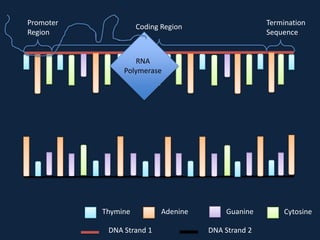 Promoter
Region

Termination
Sequence

Coding Region

RNA
Polymerase

Thymine
DNA Strand 1

Adenine

Guanine
DNA Strand 2

Cytosine

 