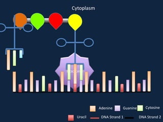 Cytoplasm

Ribosome

Adenine
Uracil

Guanine

DNA Strand 1

Cytosine
DNA Strand 2

 